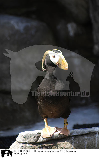 tufted puffin / CD-01329