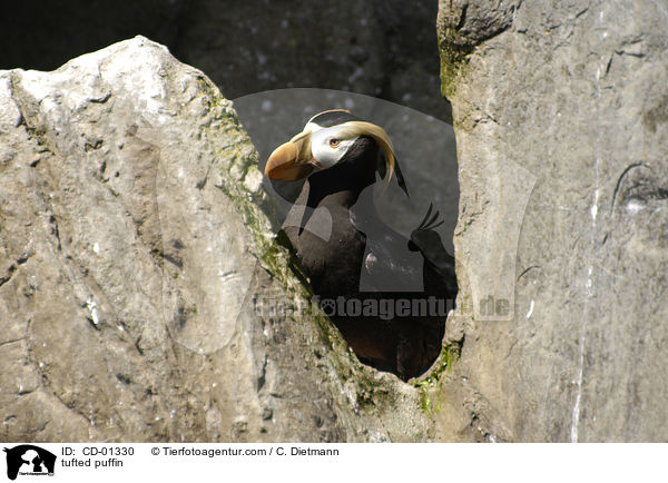 tufted puffin / CD-01330