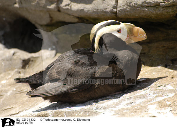 tufted puffin / CD-01332