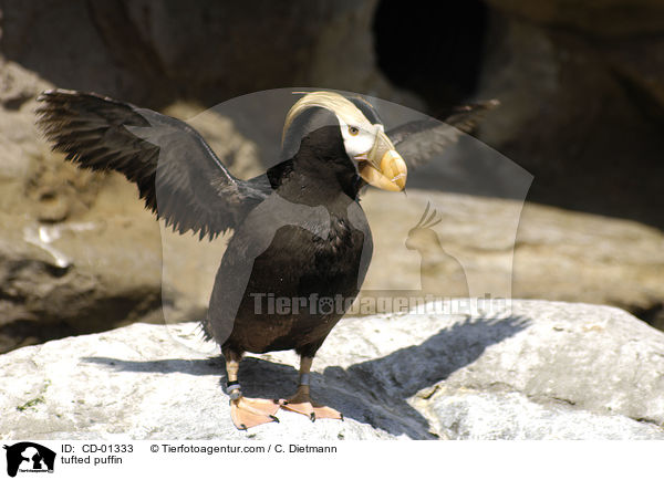 tufted puffin / CD-01333