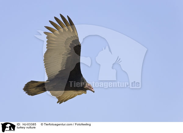 Truthahngeier / turkey vulture / HJ-03385