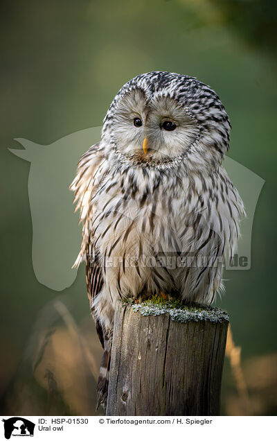 Ural owl / HSP-01530