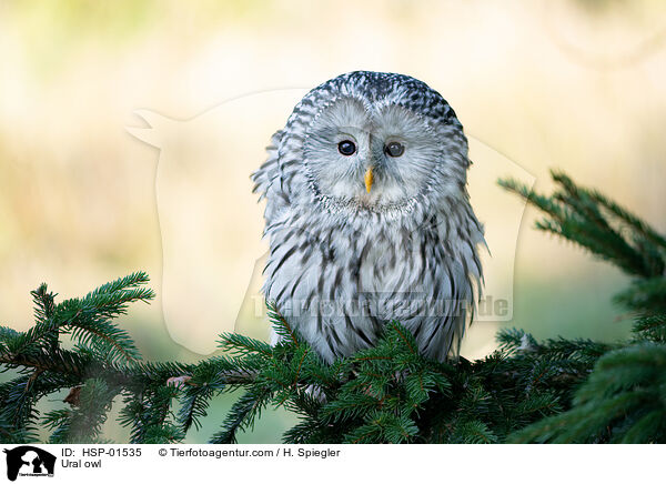 Ural owl / HSP-01535