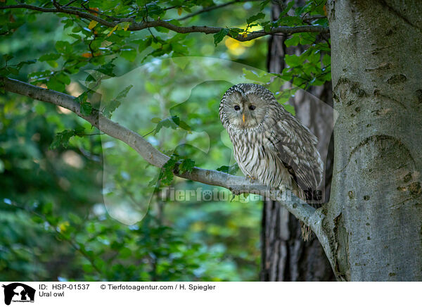 Ural owl / HSP-01537