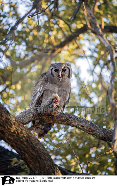 sitting Verreauxs Eagle-owl / MBS-22371