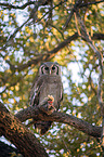 sitting Verreauxs Eagle-owl