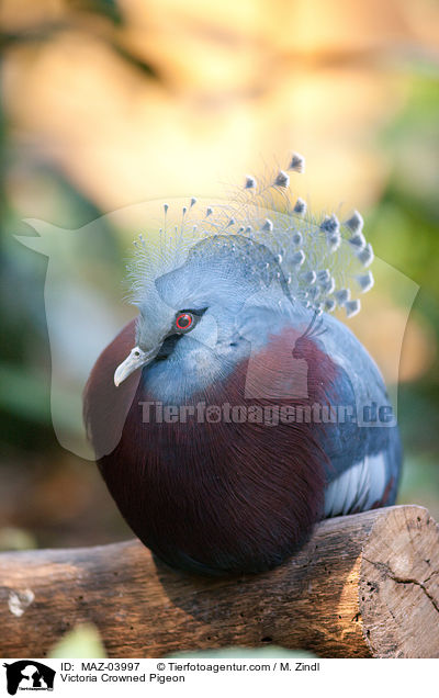 Victoria Crowned Pigeon / MAZ-03997