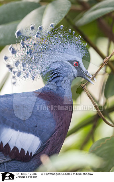 Crowned Pigeon / MBS-12086