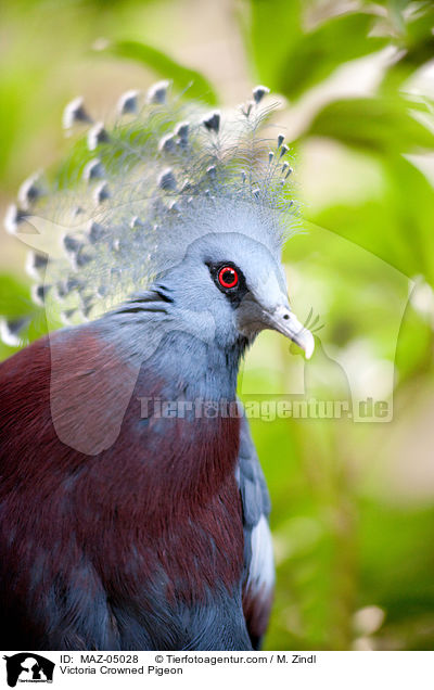 Victoria Crowned Pigeon / MAZ-05028