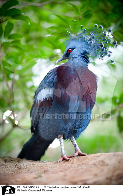 Victoria Crowned Pigeon / MAZ-05029