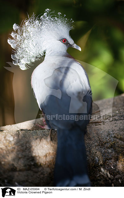 Victoria Crowned Pigeon / MAZ-05994