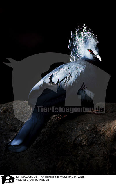 Victoria Crowned Pigeon / MAZ-05995