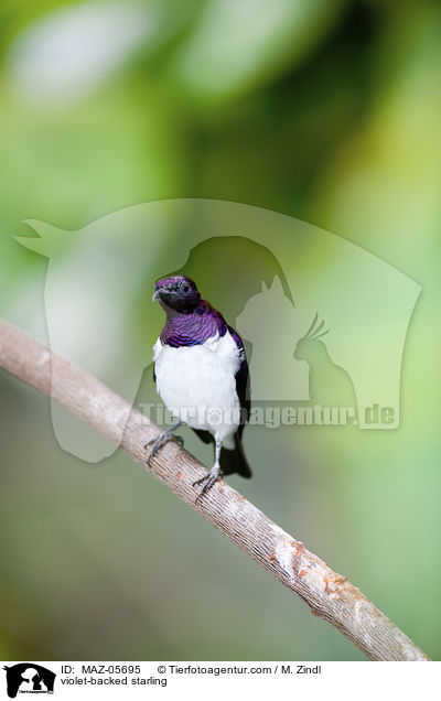 violet-backed starling / MAZ-05695