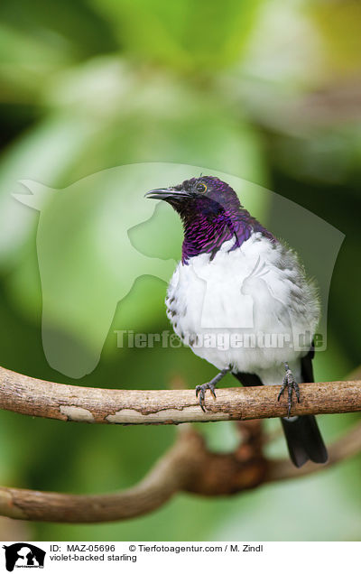 violet-backed starling / MAZ-05696