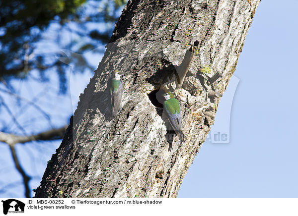 violet-green swallows / MBS-08252