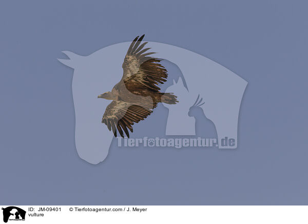 vulture / JM-09401