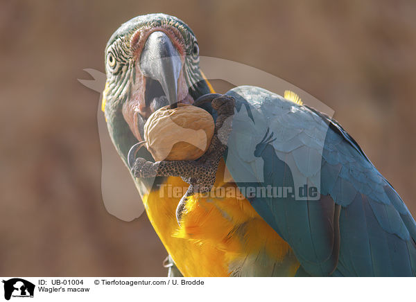 Wagler's macaw / UB-01004