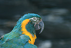 blue-throated macaw