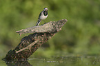 sitting Wagtail