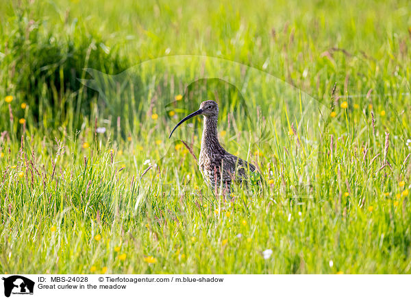 Great curlew in the meadow / MBS-24028