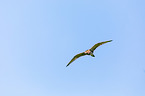 flying curlew