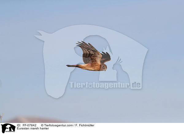 Eurasian marsh harrier / FF-07842