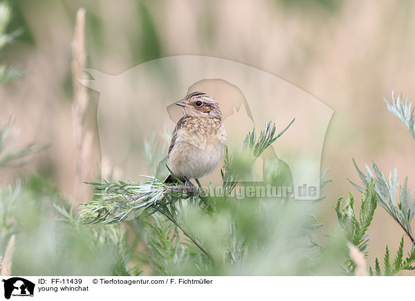 young whinchat / FF-11439