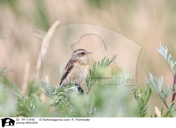 young whinchat / FF-11440