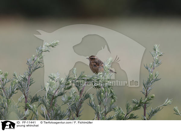 young whinchat / FF-11441