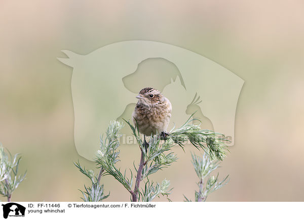 young whinchat / FF-11446