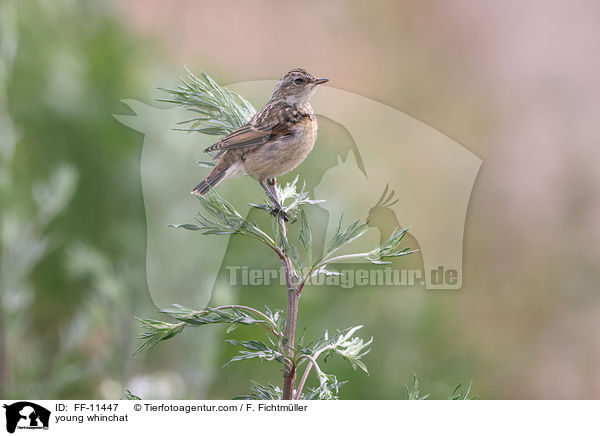 young whinchat / FF-11447