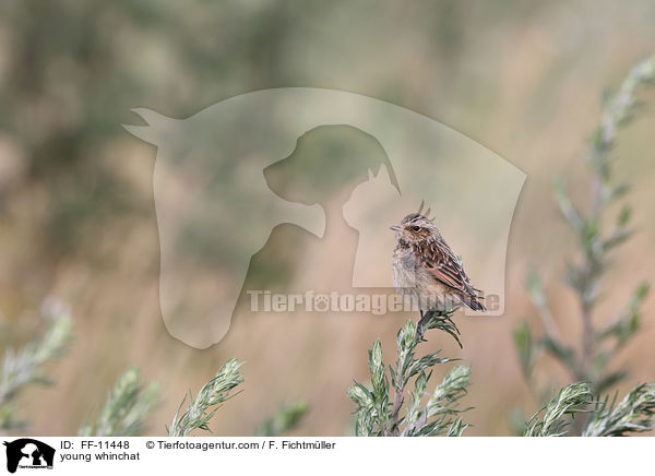 young whinchat / FF-11448