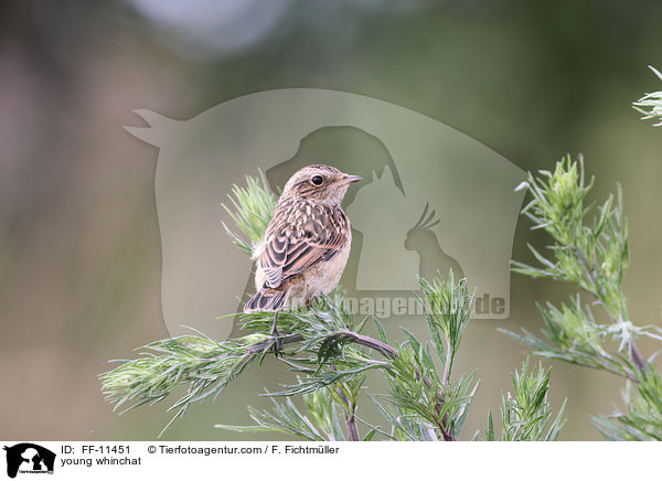 young whinchat / FF-11451