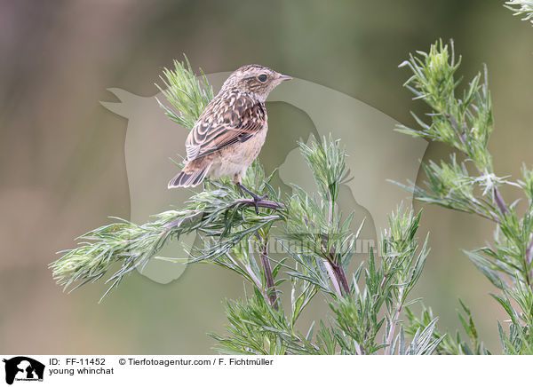 young whinchat / FF-11452