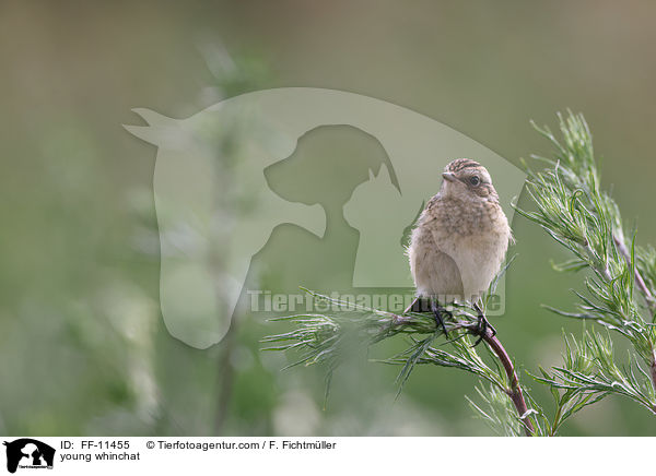 young whinchat / FF-11455