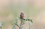 young whinchat