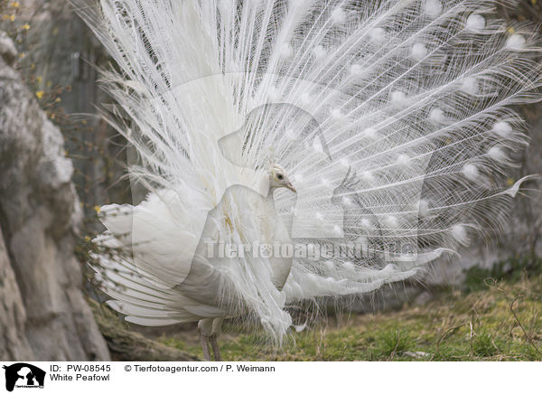 weier Pfau / White Peafowl / PW-08545