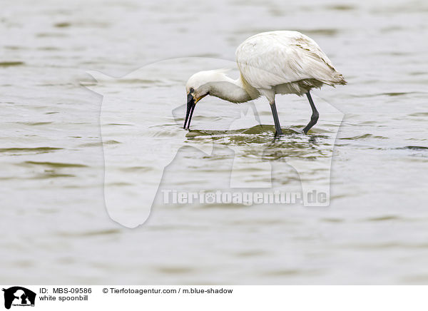 white spoonbill / MBS-09586