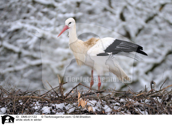 white stork in winter / DMS-01122