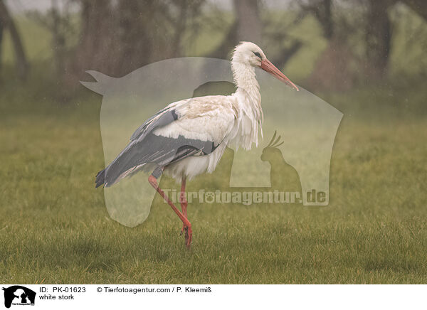 Weistorch / white stork / PK-01623