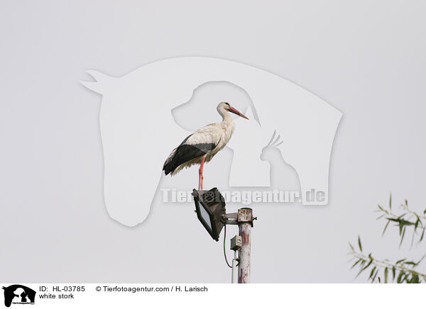 white stork / HL-03785