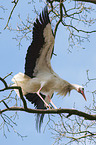 white stork