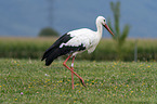 walking White Stork