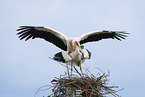 mating white storks