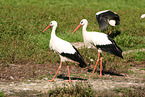 white storks