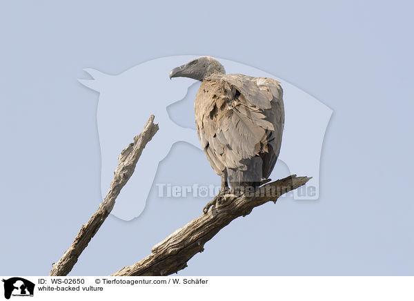 white-backed vulture / WS-02650