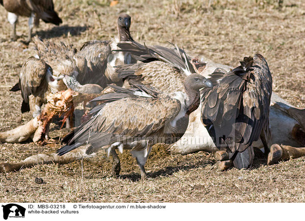 white-backed vultures / MBS-03218