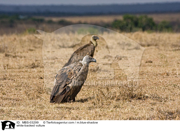 white-backed vulture / MBS-03299
