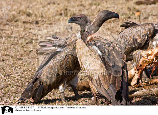 white-backed vultures / MBS-03327