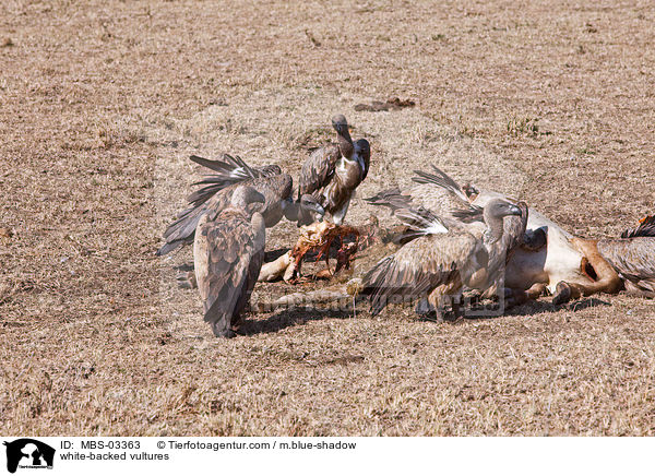 white-backed vultures / MBS-03363